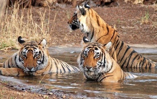 India Rajasthan Tour Packages